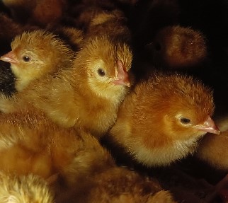 Baby Rhode Island Red Chicks For Sale